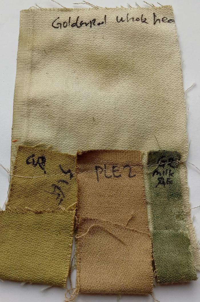 Goldenrod dye mordant test