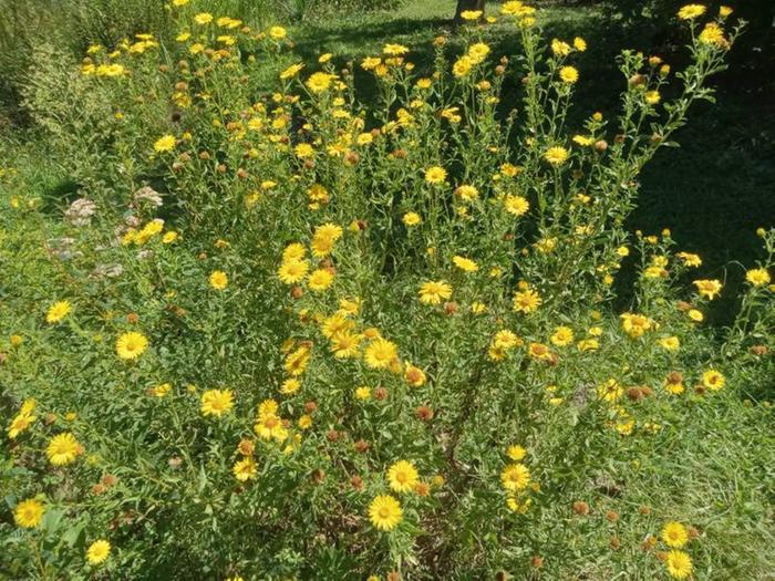 Golden aster