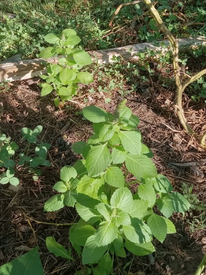 ? Basil