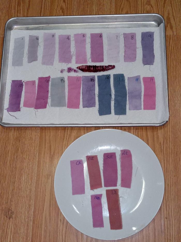 purple corn dye samples