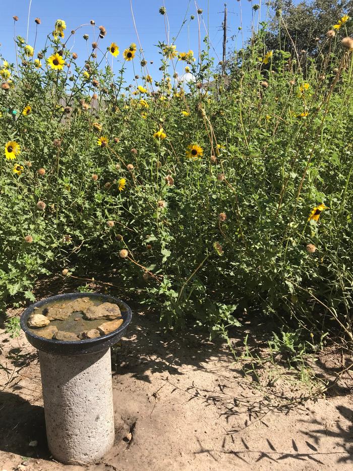 Using whatever's around to make the wildlife happy...
