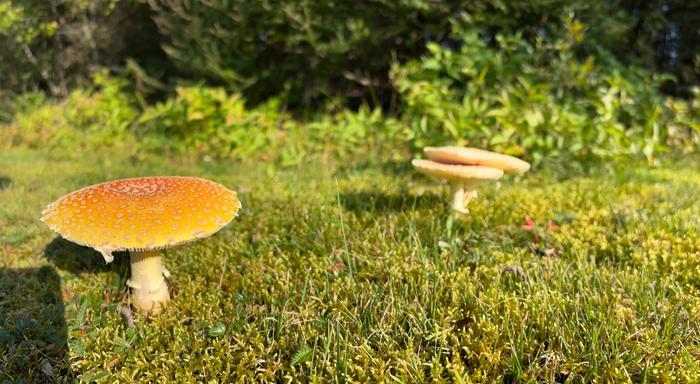 Closeup of fungi 