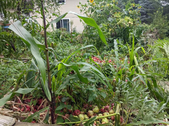 urban permaculture garden