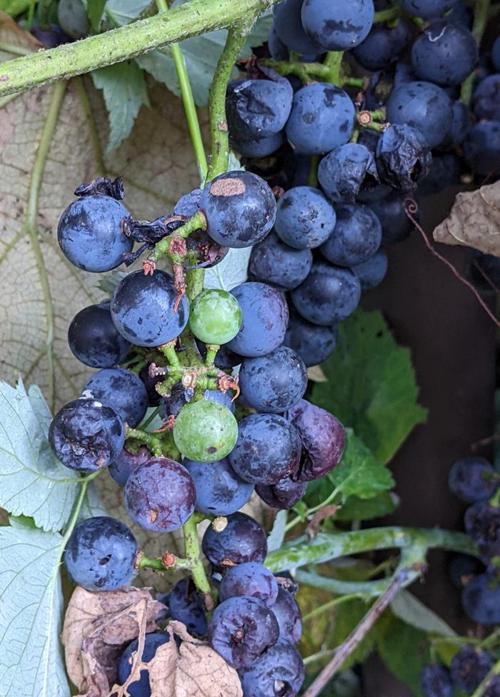 Concord grapes are ripe! Sadly this year the bald-faced wasps always eat a lot, but this year much worse