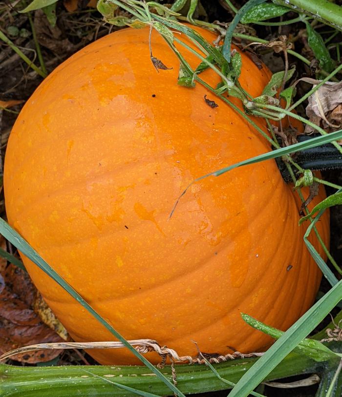 the pumpkin keeps growing back