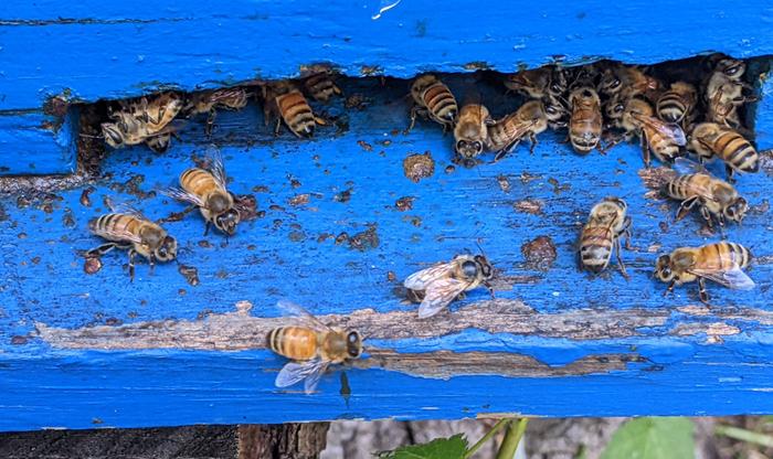 honey bees