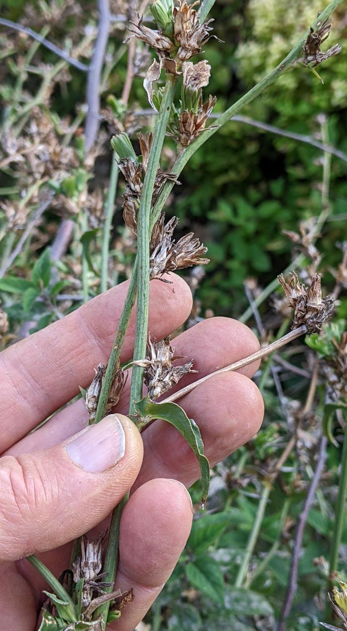 chicory plant going to seed