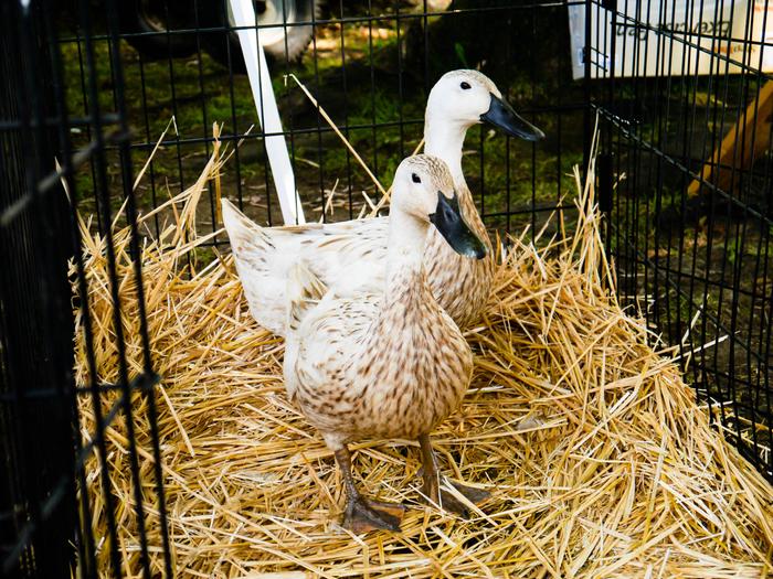 [Thumbnail for ducks.jpg]
