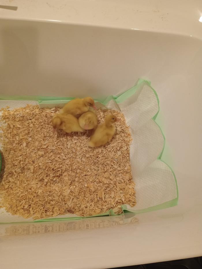 The day they were brought home good use of brand new soaking tub in brand new house lol 