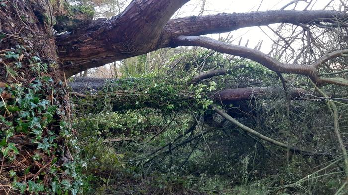 storm Eowyn 2025 tree down damage in Ireland