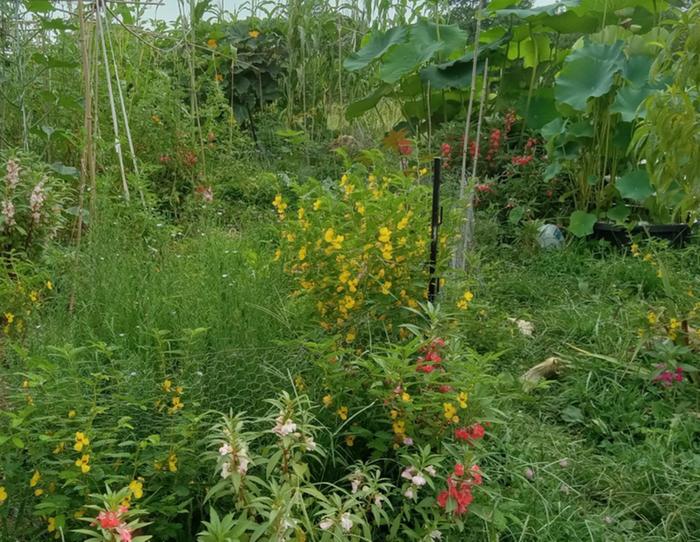 Volunteer Balsam all over my garden