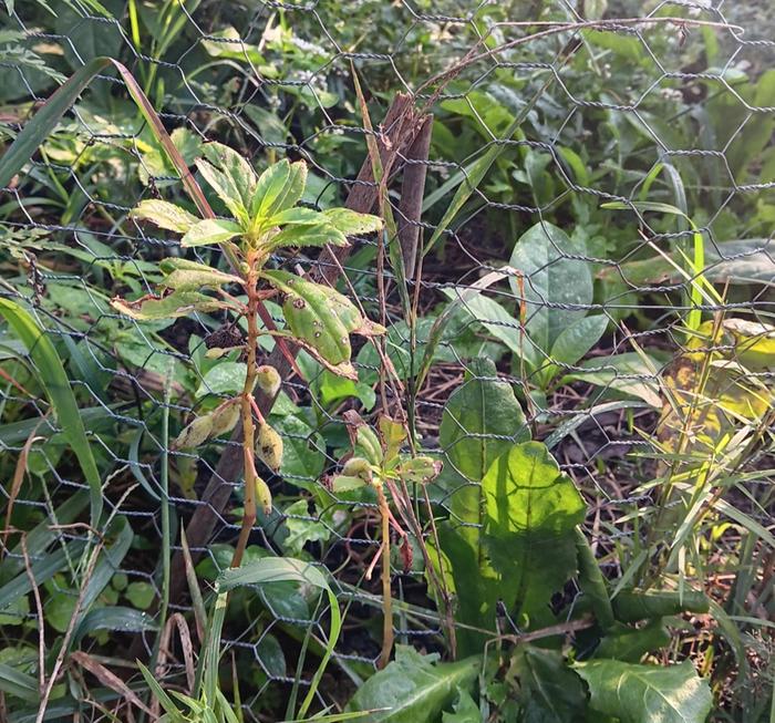Balsam in poor soil