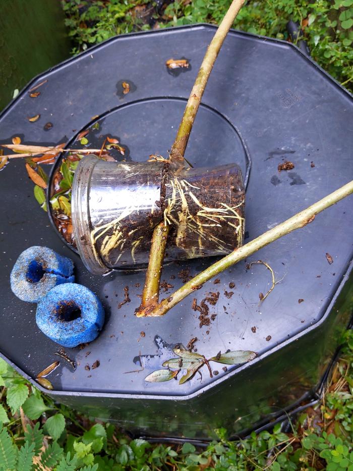 mulberry branch creates roots by air layering in a clear cup