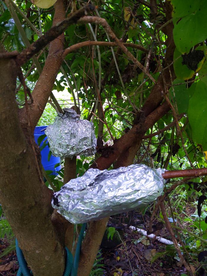 branches wrapped with foil in an attempt to create roots