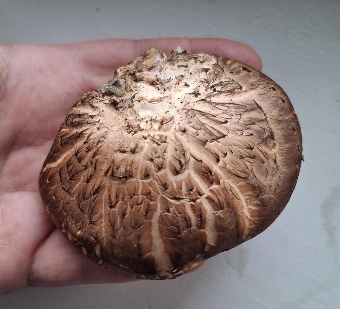 first Shiitake mushroom, May 2025