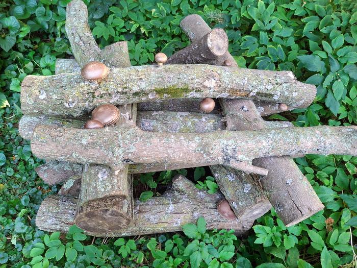 shiitake stack today, Sept 15,2025
