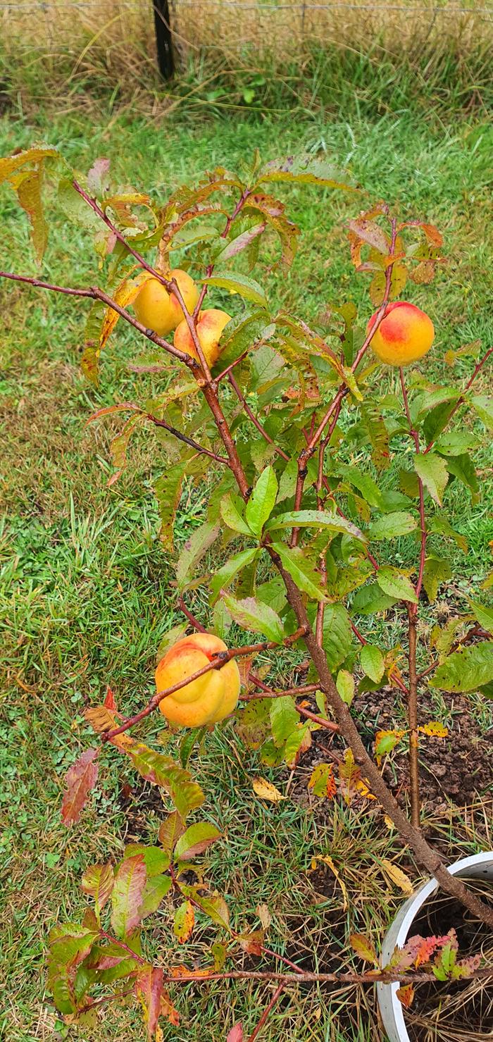 Three year old stone grown golden queen peach