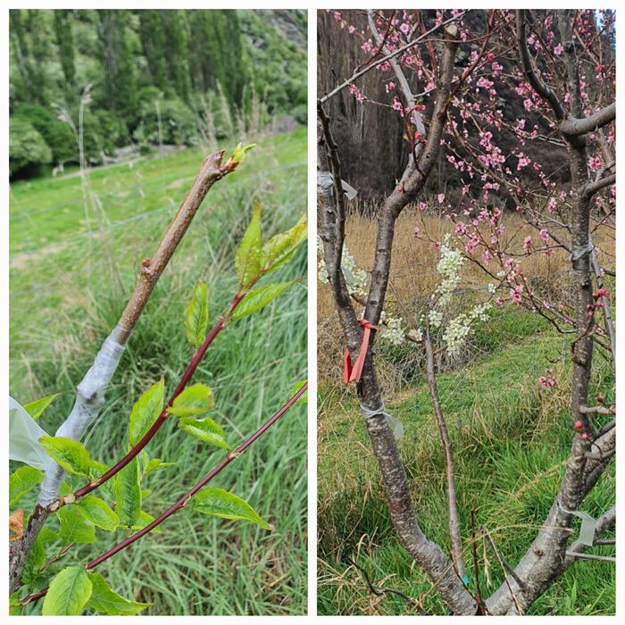 Plum grafted on stone grown peach