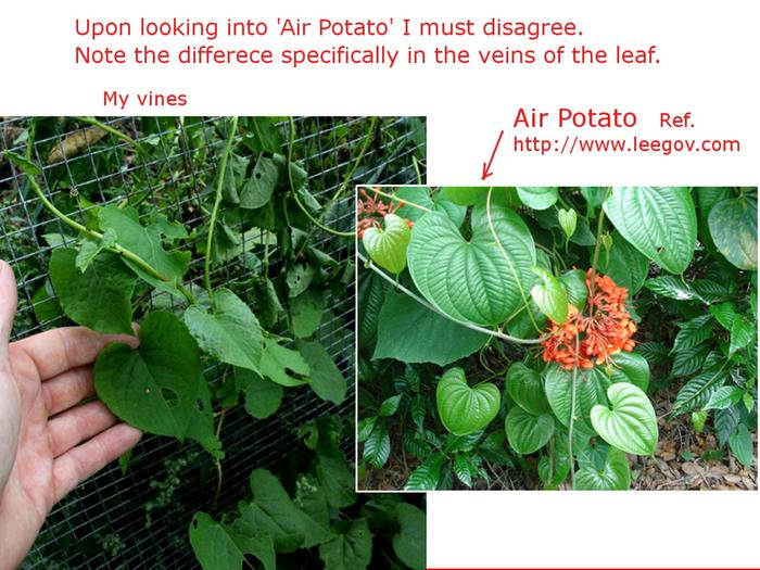 [Thumbnail for Plant-ID_vine-comparason.JPG]