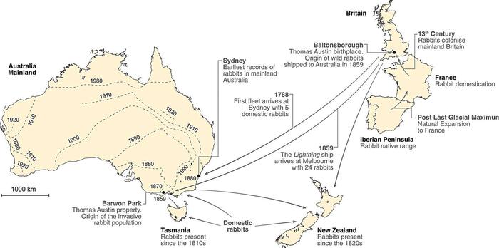 Rabbit map from down-under!