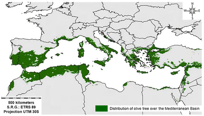 [Thumbnail for oliveDistribution.jpg]