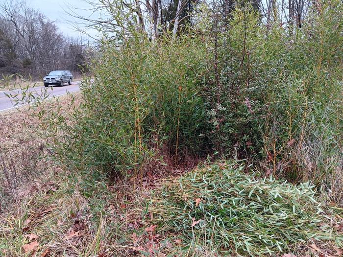 Controlling spreading bamboo 