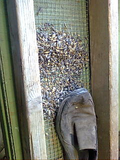 De-hulling wheat with a screen and old shoe