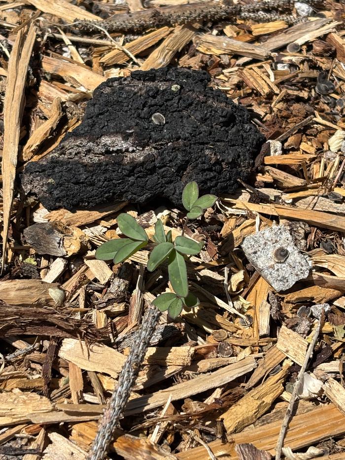 [Thumbnail for IMG_4520.jpeg]