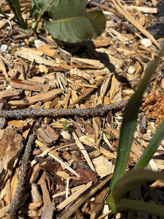 [Thumbnail for IMG_4525.jpeg]