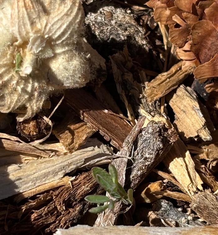 [Thumbnail for IMG_4524.jpeg]