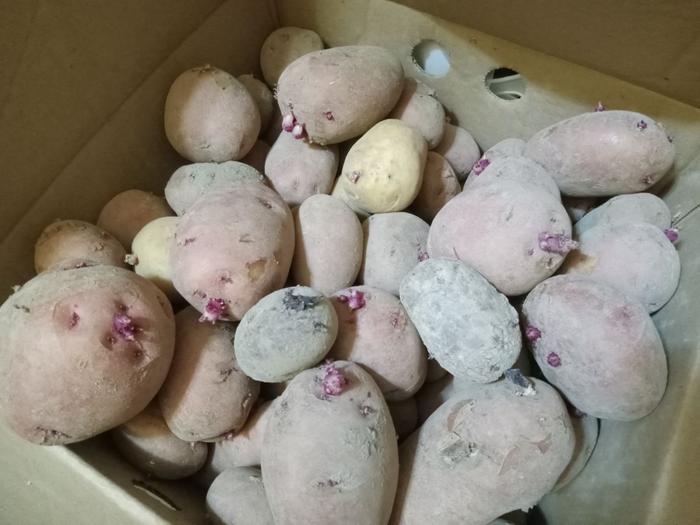 Potatoes harvested in June already sprouting in October 