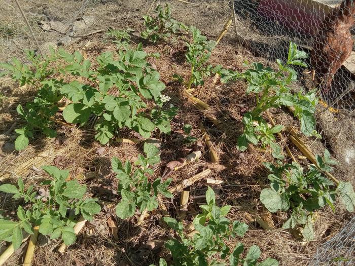 Late August planted potatoes 10/9/24