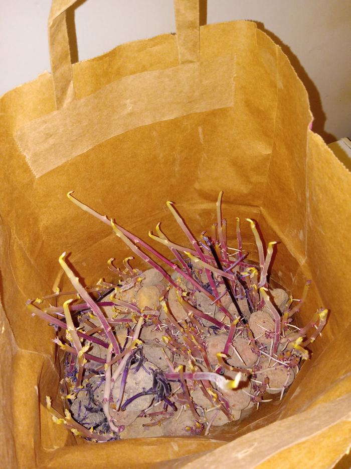 Bag of potatoes in late February 