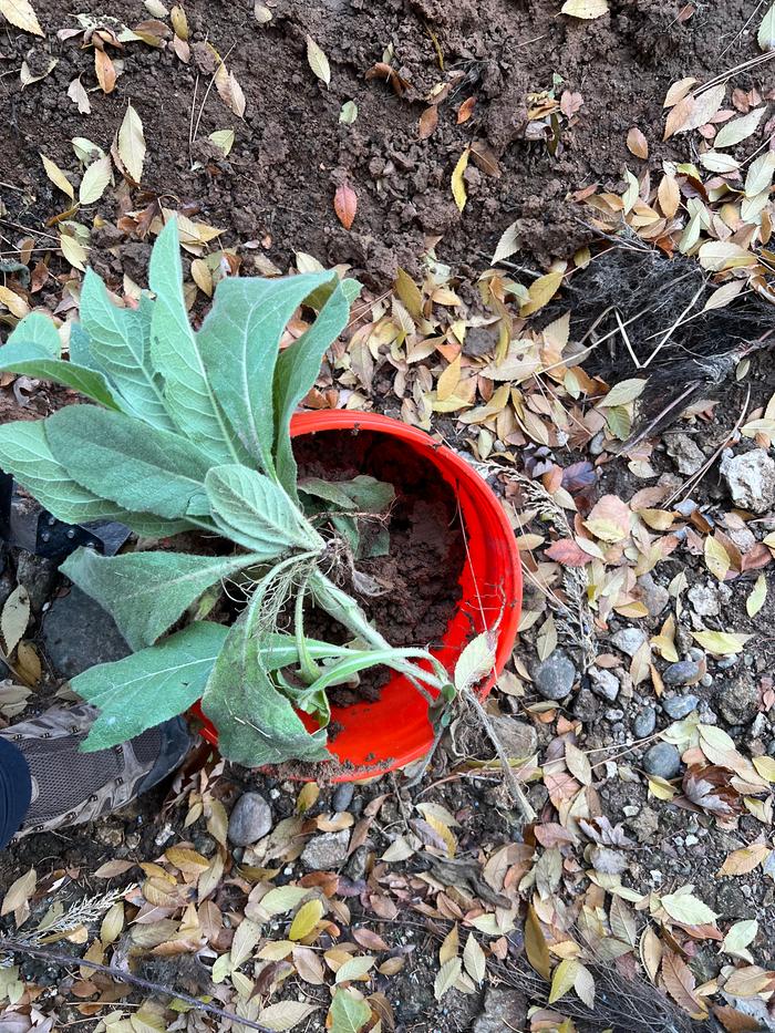 Digging clay and harvesting mullein for another bb