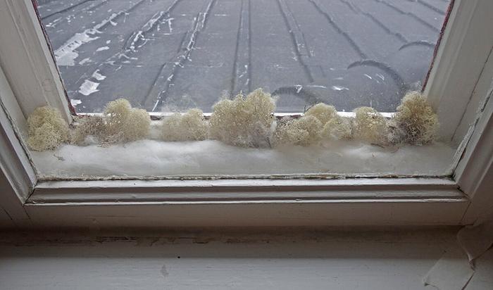 Not the nicest picture, but the only one I could find online. My parents' house has one old window with lichen in it, but sadly I don't have a picture.