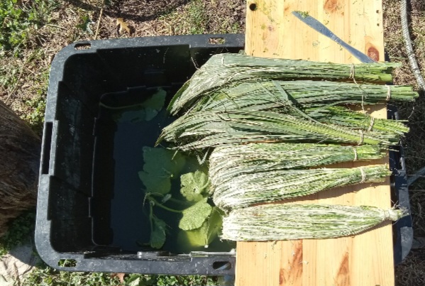 Retting and scraping 