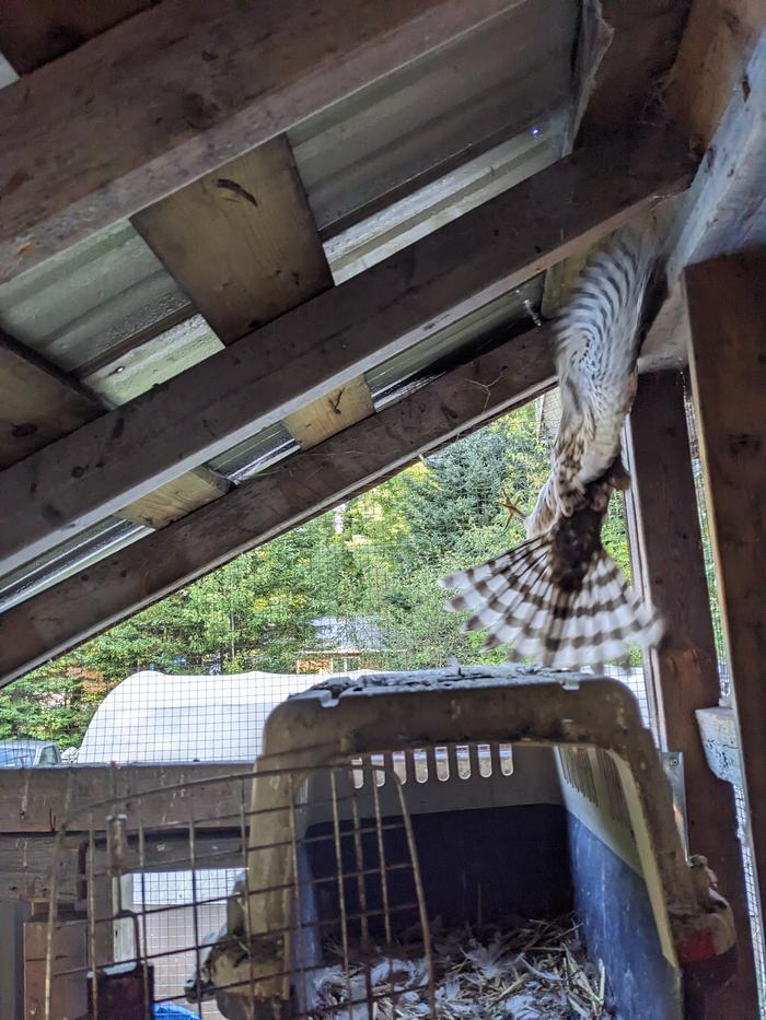 Falcon caught in cote lucky thing is appreciated and released on place