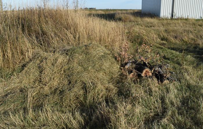 Small pile of wood and hay started nearby to make it easier to build in spring