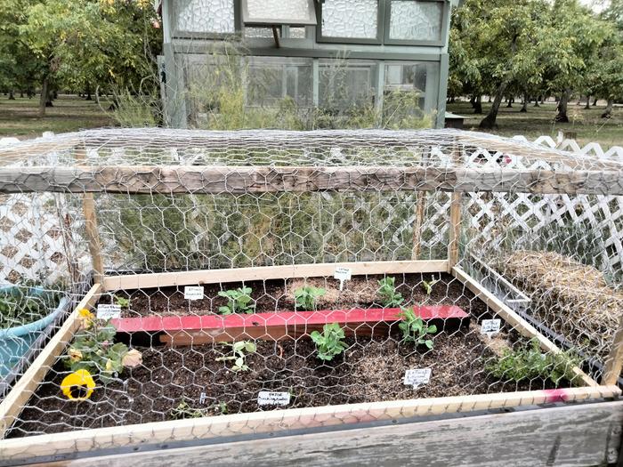 Chicken wire top for raised bed