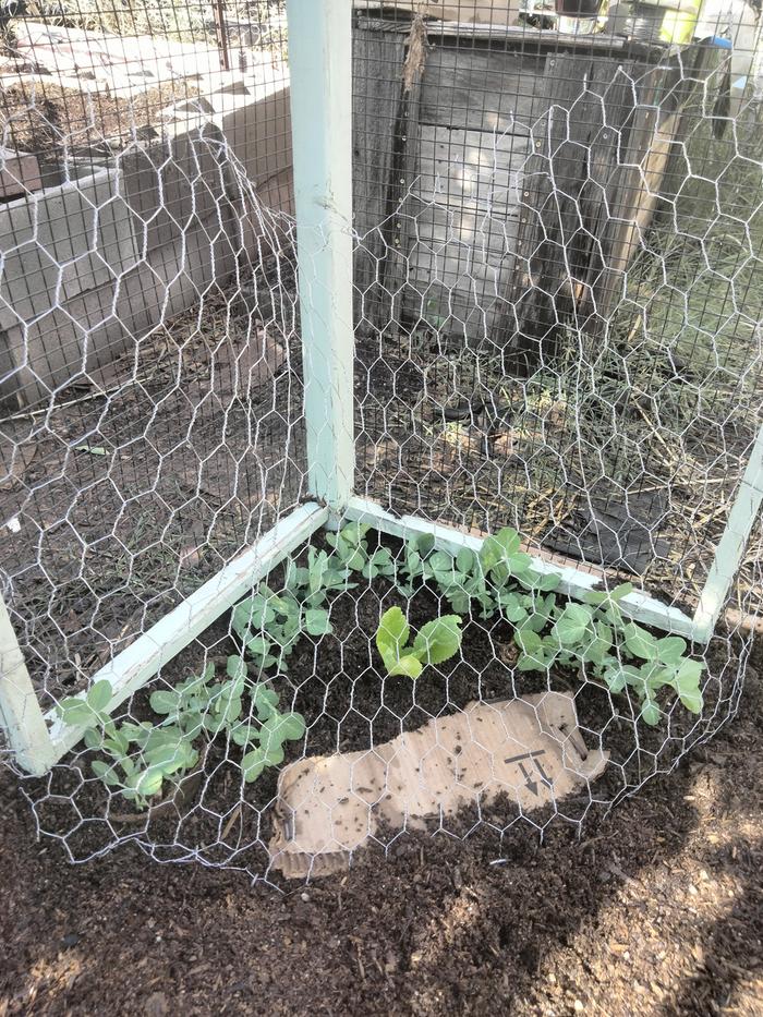 Chicken wire connect the trellis.