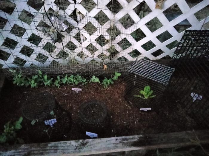 This bed has chicken wire cover the peas. Plastic box, hardwire cloth box, and 2 bought.