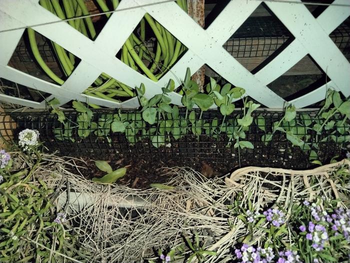 Hardwire cloth with a scrap piece of wood on each end held in place with a stake 