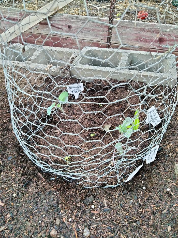 Chicken wire basket.