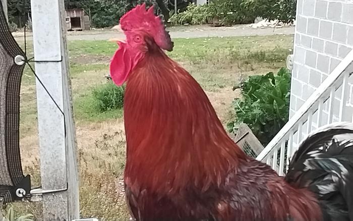 Little chicken singing