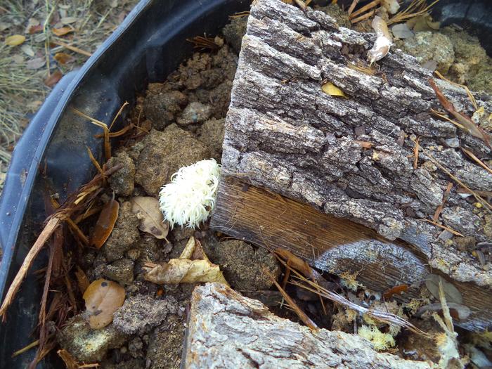 Lion's Mane on oak log