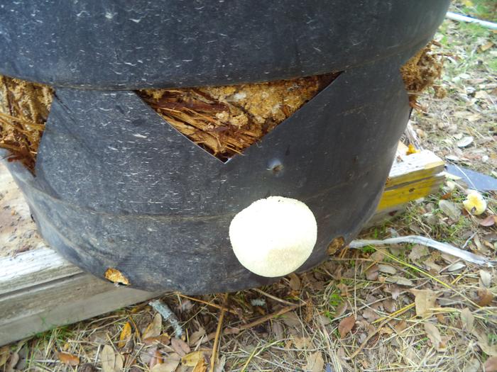 mix block with wood chips, put in old tree pot, cover, water ... that easy
