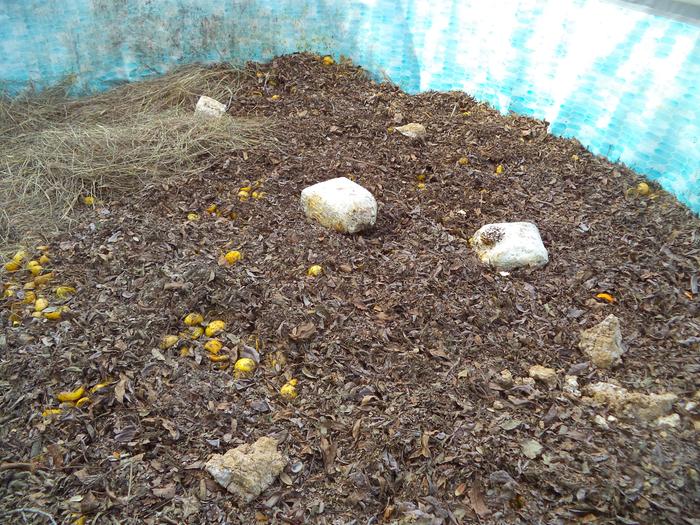 gonna toss a block in my compost from time to time and see what happens