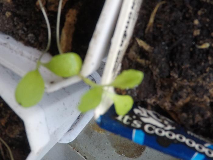 baby lettuces