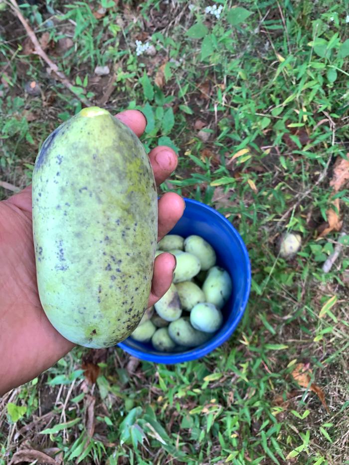 a pawpaw in the hand