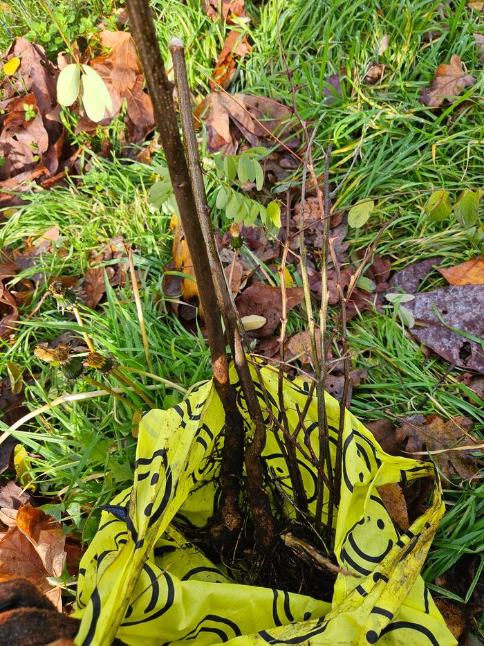 Bag o' trees